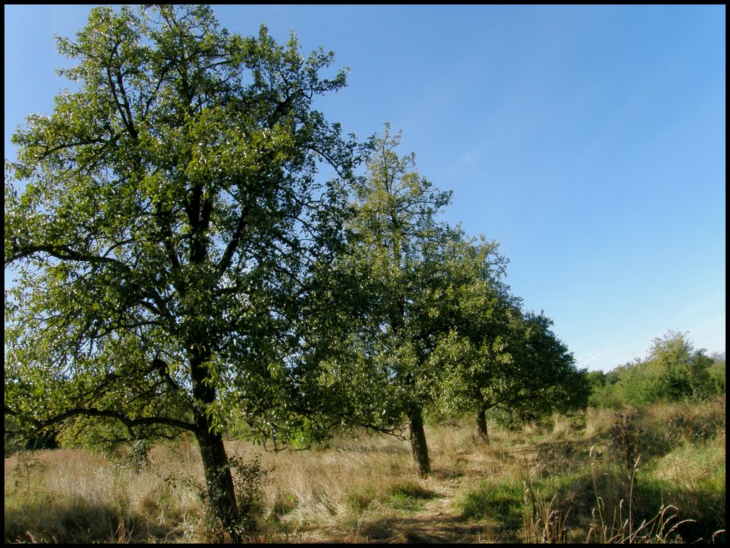 Hruškový sad. (r.2011/OlypmusSP560UZ) by Matej R. Petruf