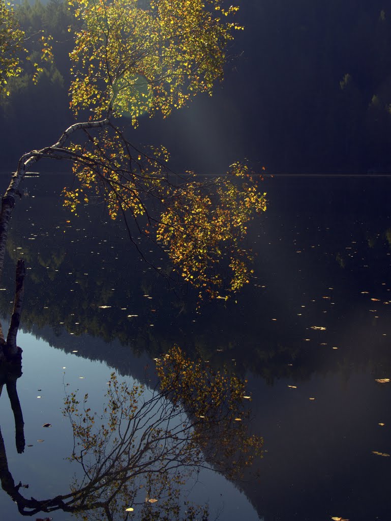 Birke im Herbstlicht by egliandré