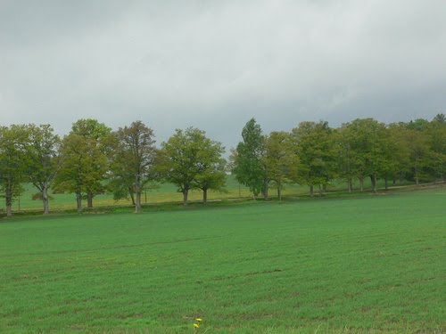 Old avenue in Pantene (2006.V) by DmitryTelnov