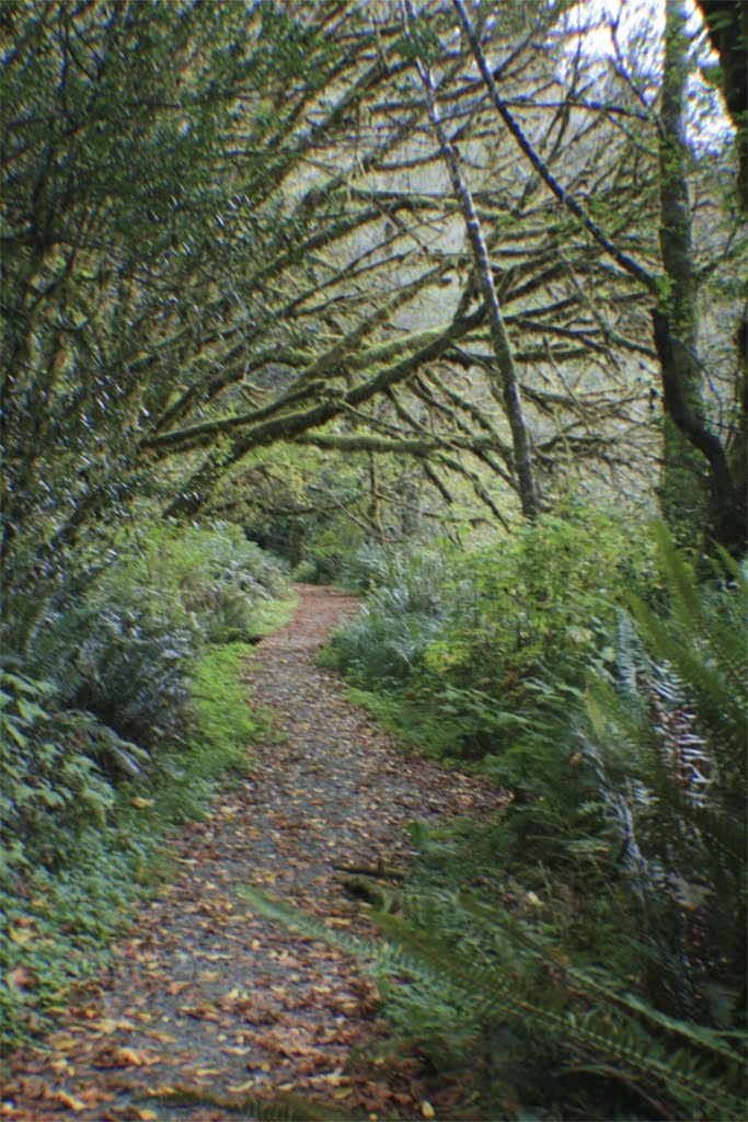 Cathedral Trees Trail near Big Tree by jan simonsen