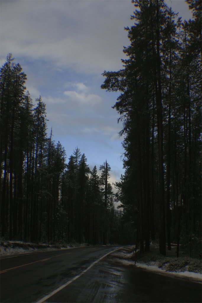 Crater Lake Hwy. Forrest by jan simonsen