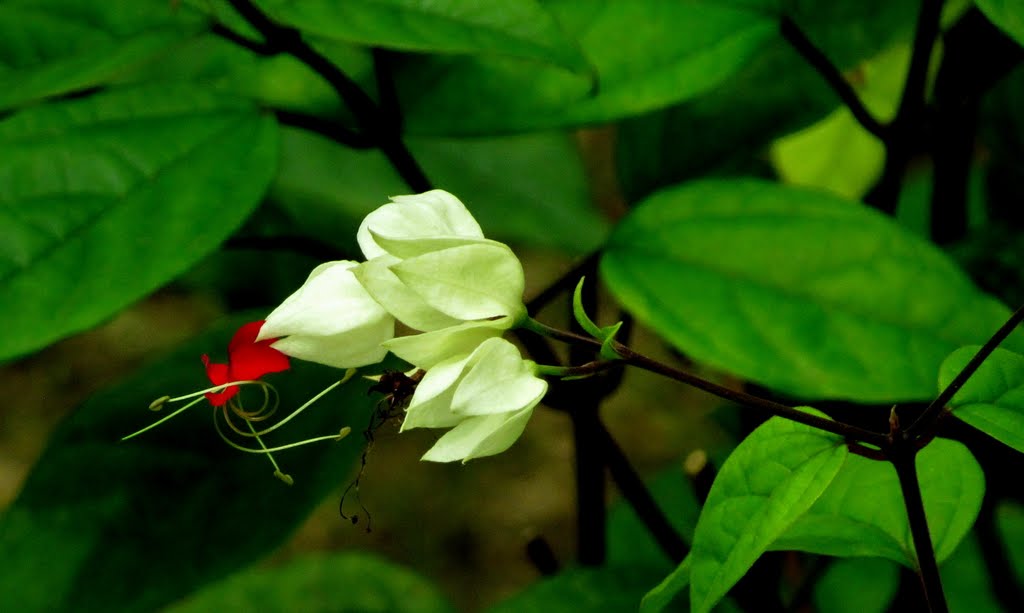 Clerodendrum thomsonae 龍吐珠 by Percy Tai  漆園童