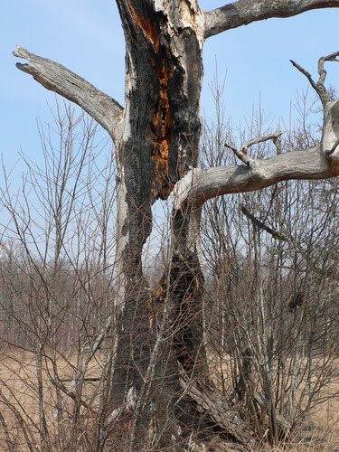 Burnt oak (Quercus robur) in the valley of River Pededze (2006.IV) by DmitryTelnov