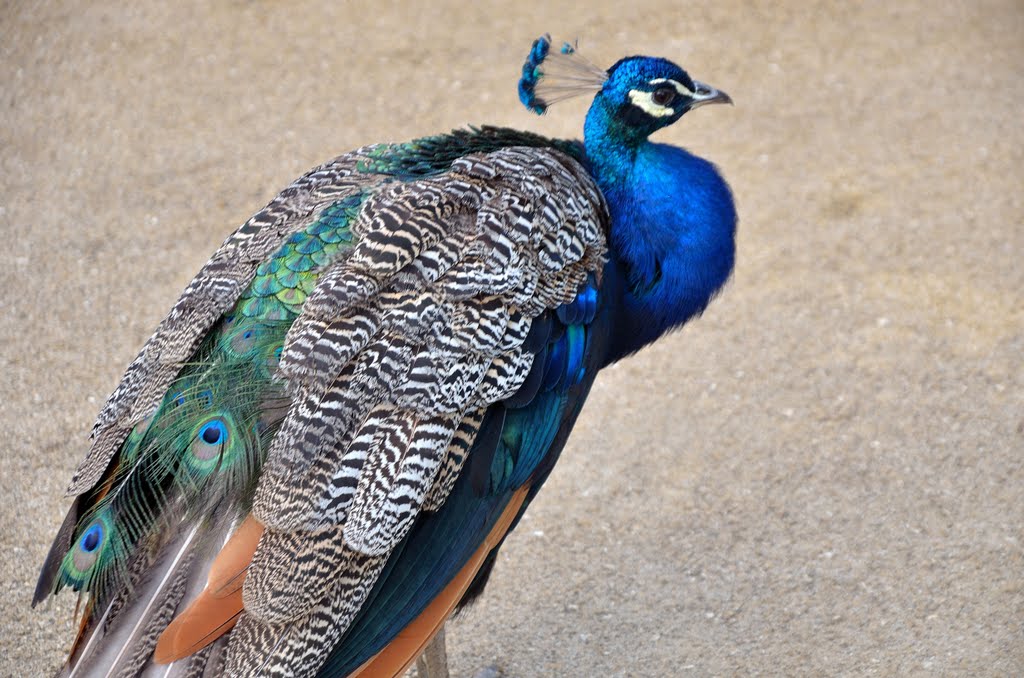 Pavo real en el parque de Cristina Enea-San Sebastian by belén heredia garin