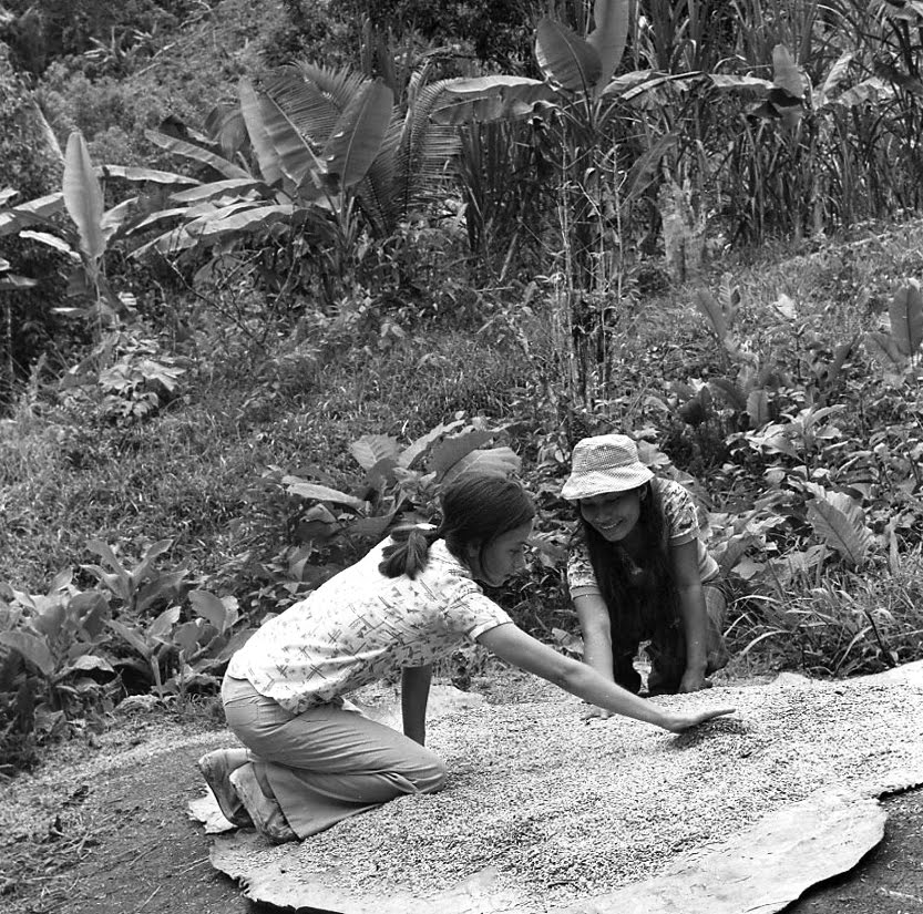 Drying coffee in Chazuta-Perú by Eva Lewitus