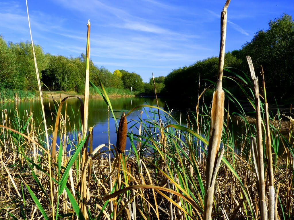 Stonebow Ponds, Loughborough by G. W. Mayson