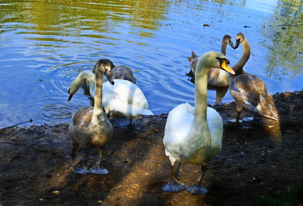 Stonebow Ponds, Loughborough by G. W. Mayson