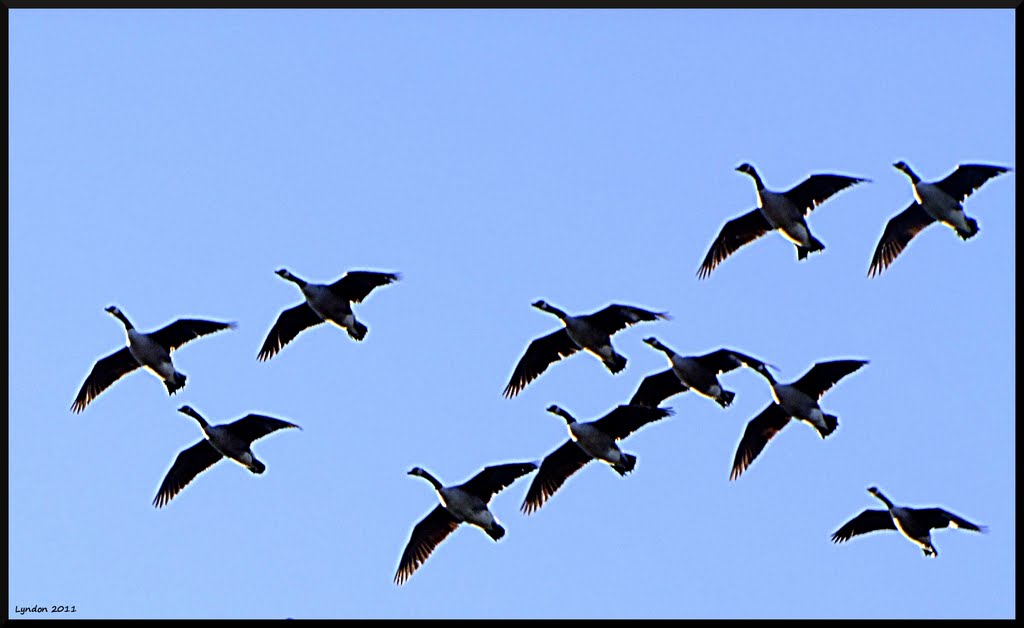 Early Morning Flight by Lyndon Hookham