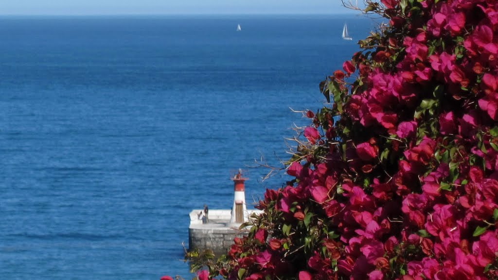 Bouganvillea by Maria Wagener