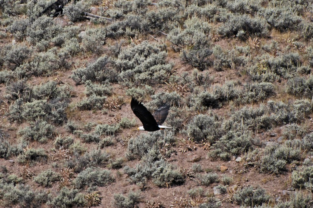 Madison River, Yellowstone NP, WY by Robert Budinoff