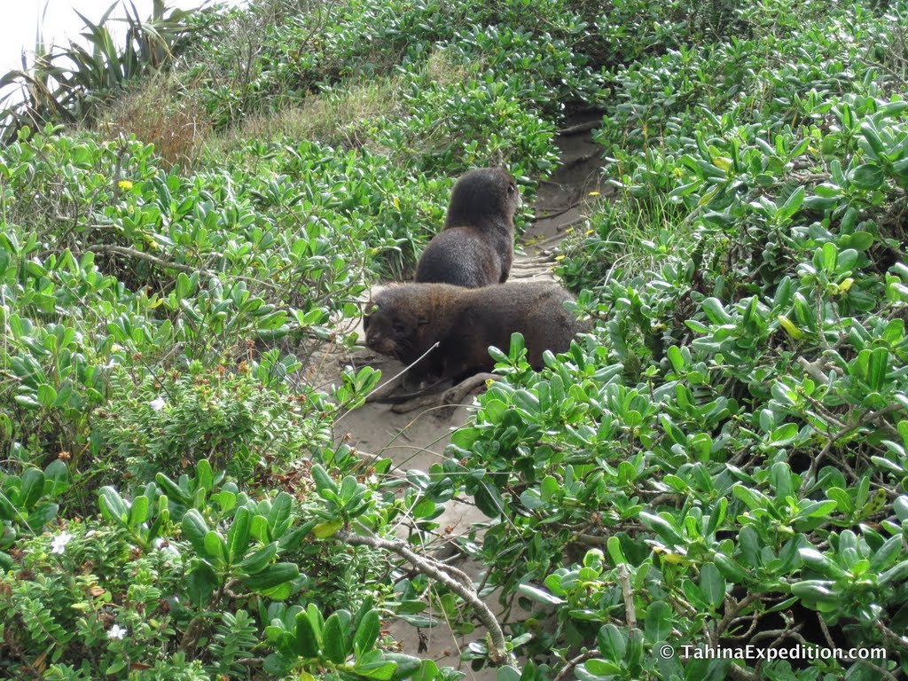 Couple of fur seal pups on the path by Frank Taylor