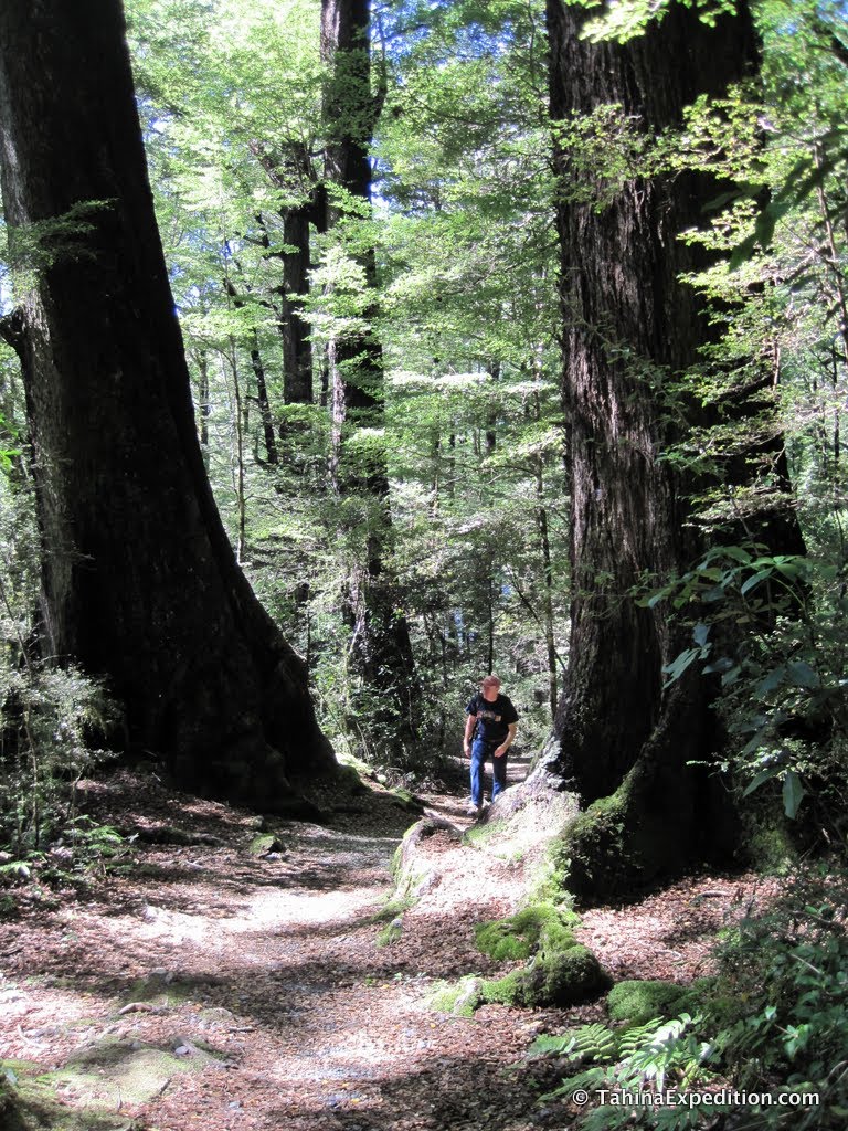 Frank walking by trees for scale by Frank Taylor