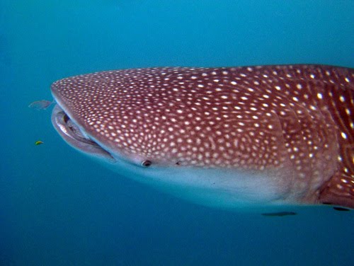 Whale shark at lagoon by marek cibulka