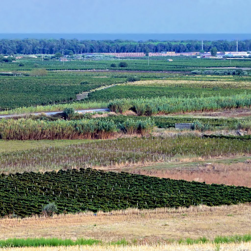 Vigneti di Cirò - Calabria by Pom² Angers