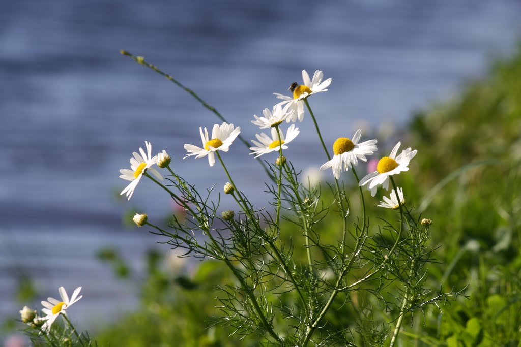 Daisies by Noel Fagan