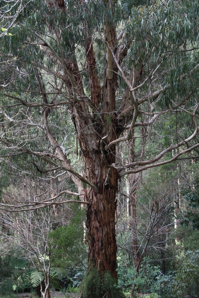 Mountain Ash by Marbiz