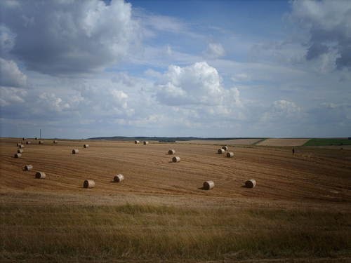 Wheat harvest in Picardie by Noé Diakubama