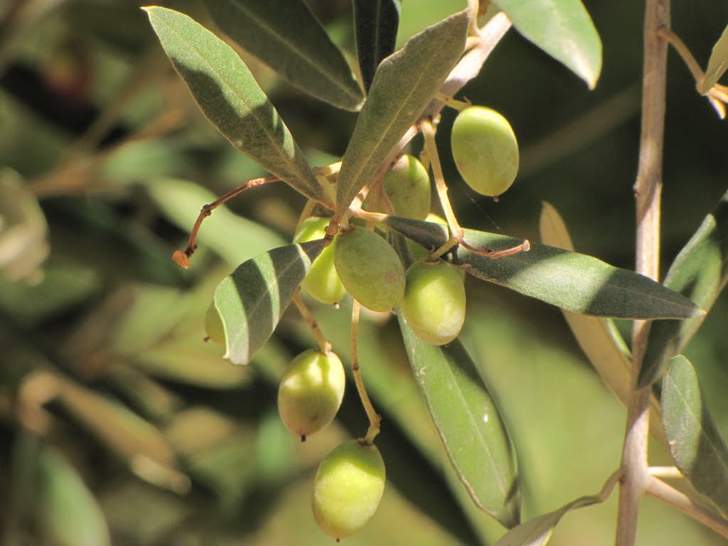 Olive tree by Michal Hrubý