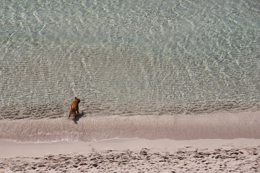 A Dog and the Sea by Sergio Canobbio