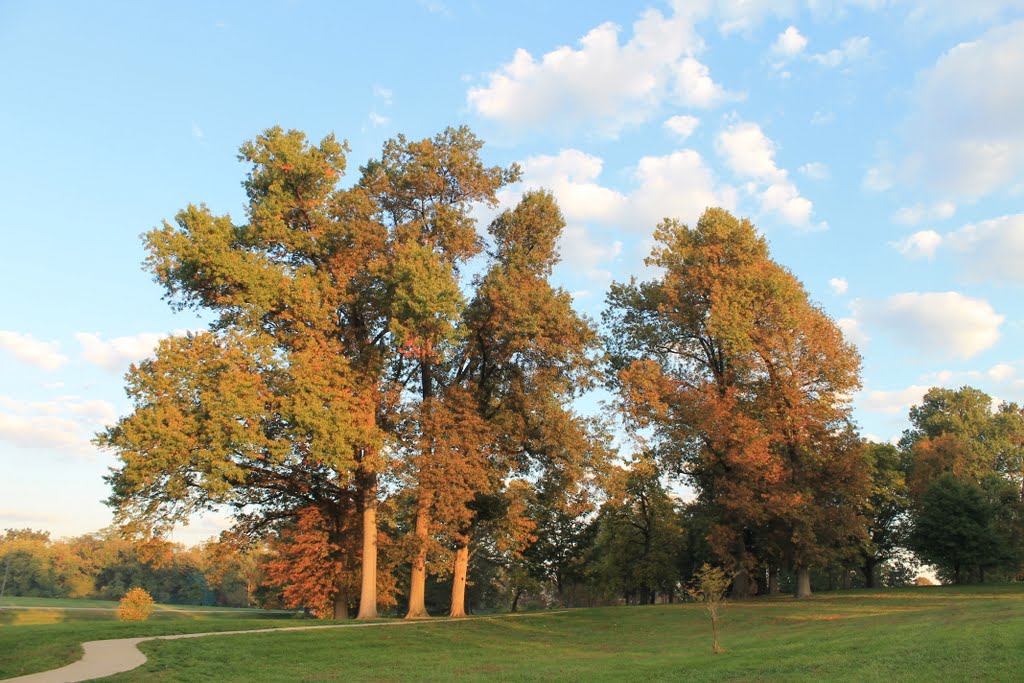 Old Trees by Christopher Chaney