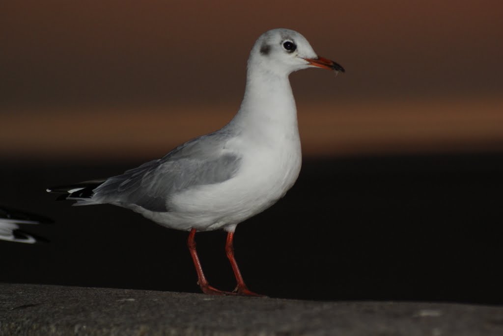 Mouette rieuse (Larus ridibundus) sur la digue à Berck by glaurent