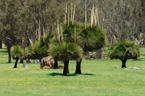 Black Boys, Spear Grass Trees by mapgoogle.org