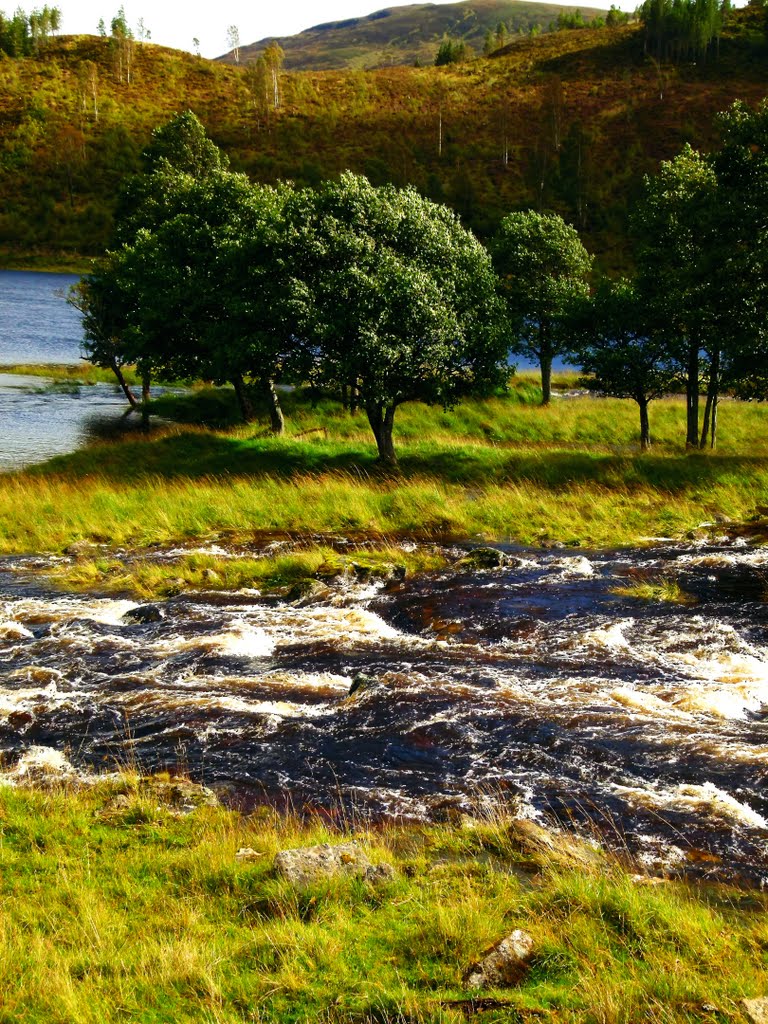 Trees At The River by Alexander Reuss