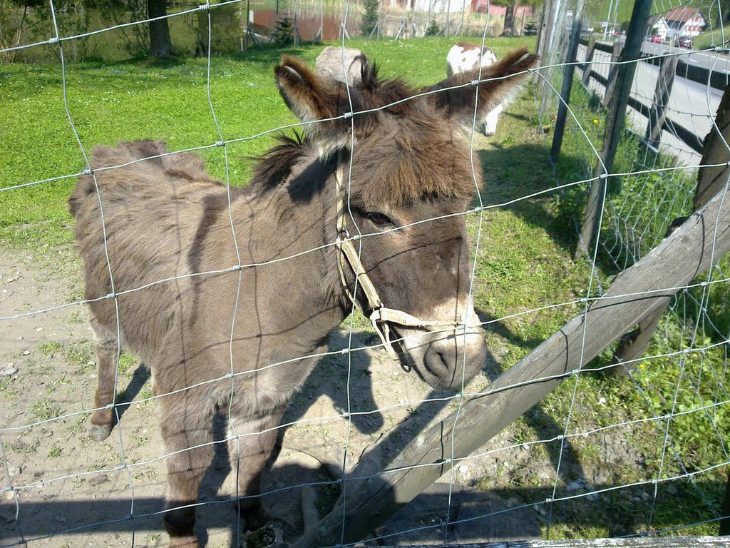 Hübscher kleiner Esel by Prokopioser