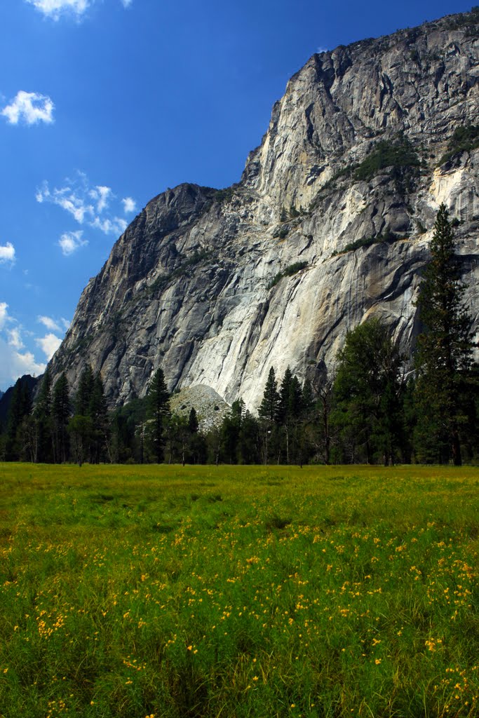 Meadow, Yosemite Valley, Yosemite National Park, California by Richard Ryer