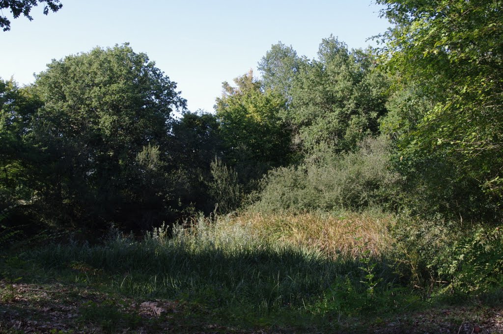 Bois de Beauvais, Ballan-Miré by Pierre Gauvin