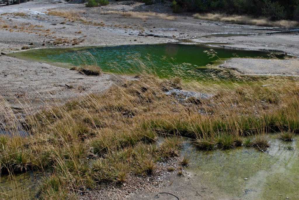 Norris Geyser Basin, Yellowstone NP, WY by Robert Budinoff