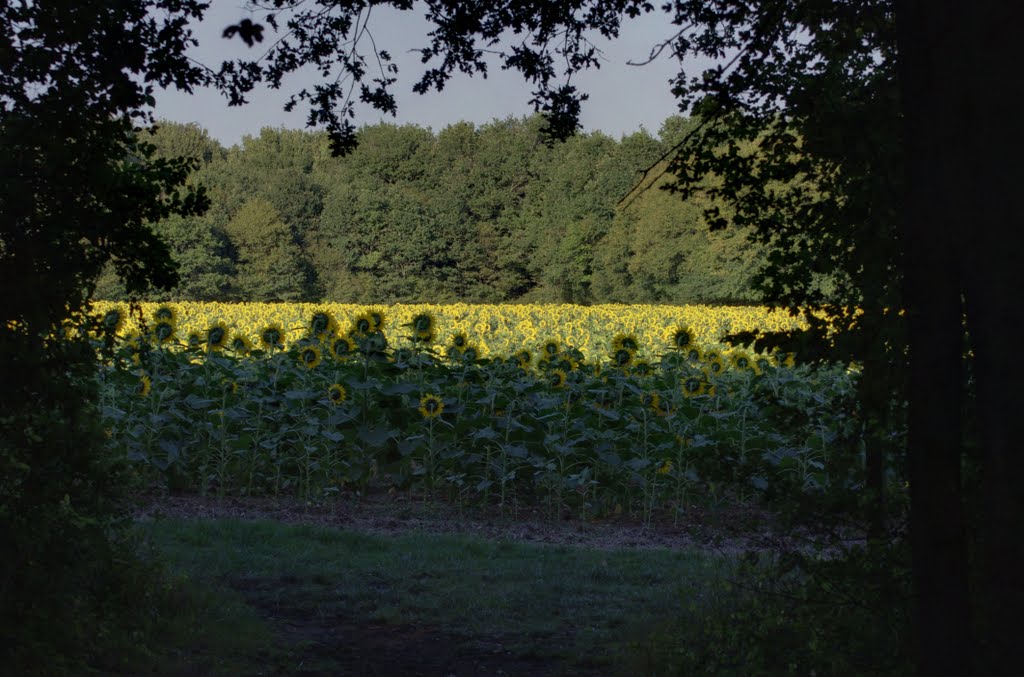 Tournesols près du Bois de la Place, Ballan-Miré by Pierre Gauvin