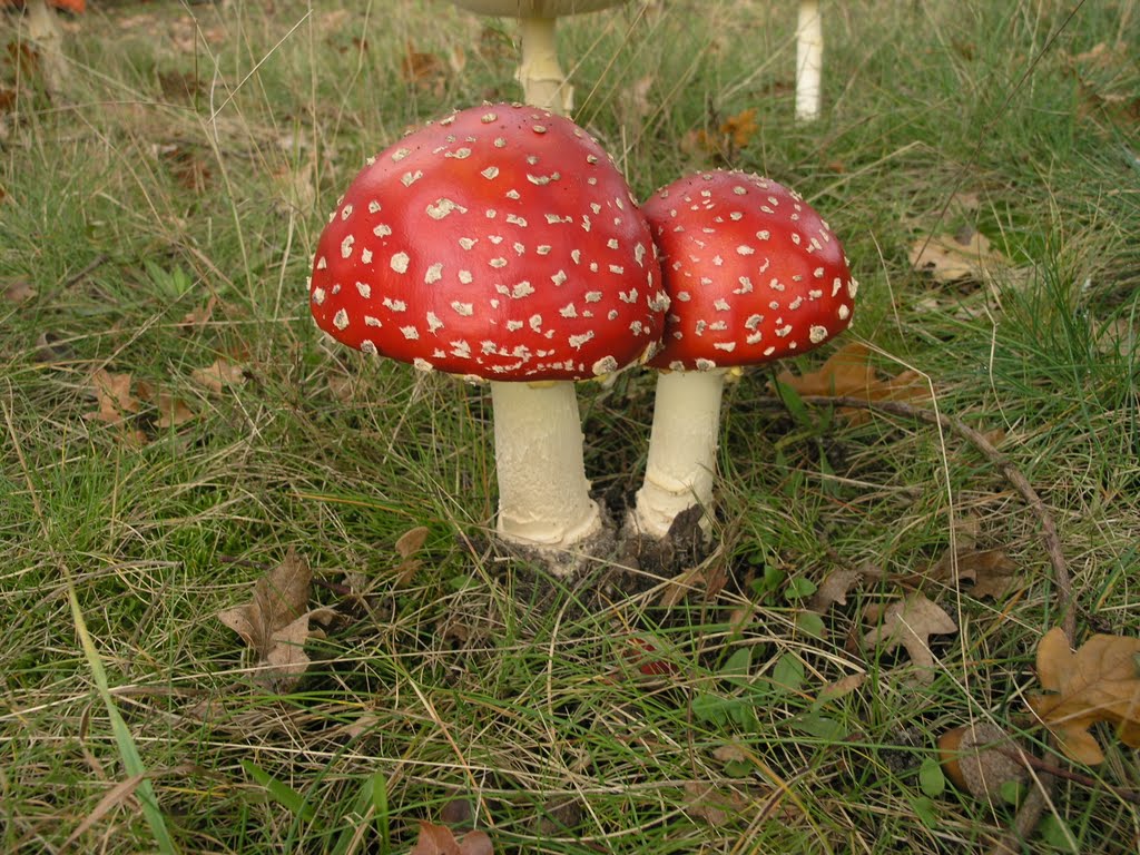 PADDESTOELEN by fotopr@ m@ babs