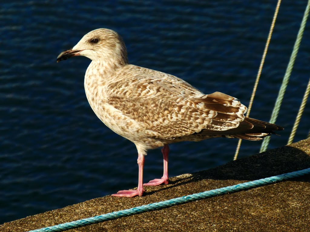 Seagull Female by Alexander Reuss