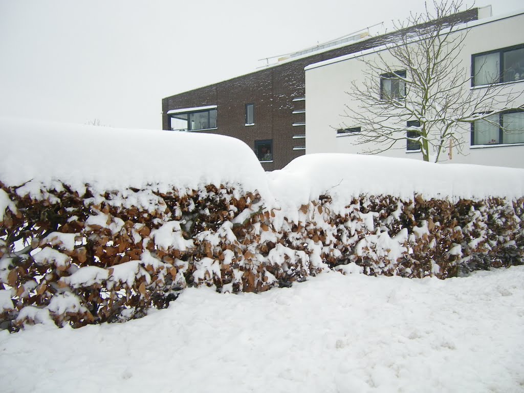 Heg met sneeuwhoed, Landsraderweg, Gulpen by huub bos