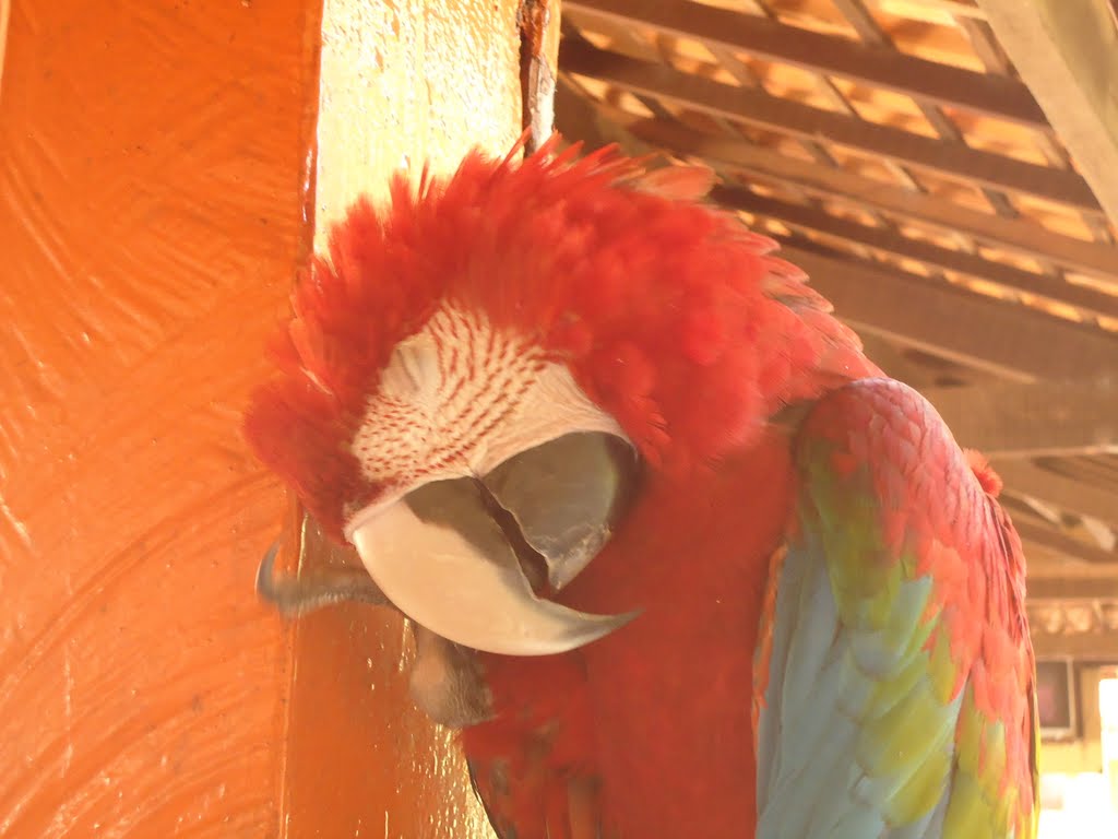 ARARA, A Dormioca Mariana by EDVALDO SALES/ EDVAL…