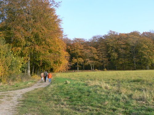 Autumn at Benther Berg by Martin Bretschneider