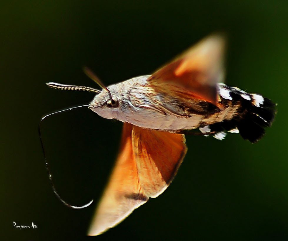 Hummingbird hawkmoth (Macroglossum stellatarum) by peyman azimi