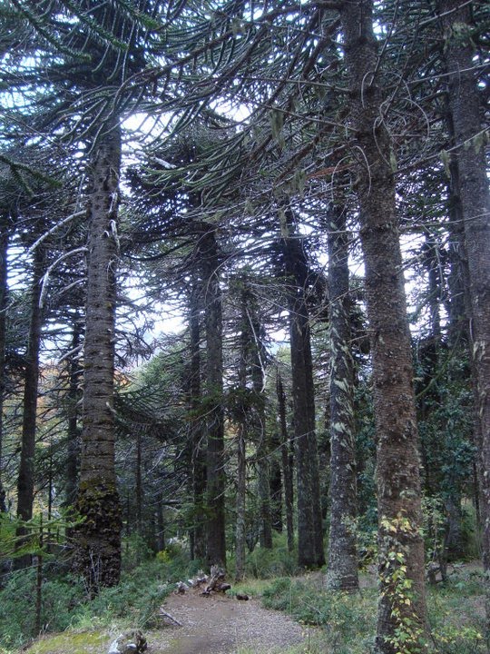 Bosque de araucarias o pehuenes - PN Lanín (área Tromen) - Pcia de Neuquén by Nora Paradela