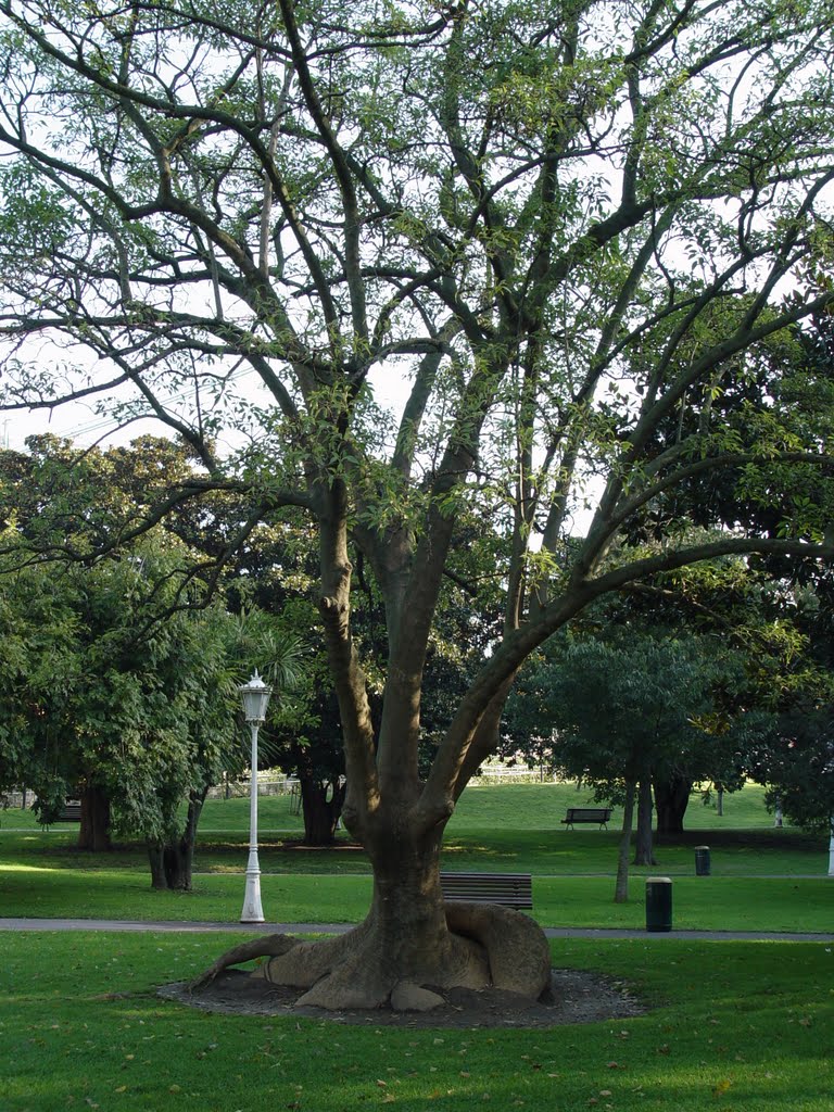 RAICES ENREVESADAS - Parque Iturriza, Bilbao by Pacasapena