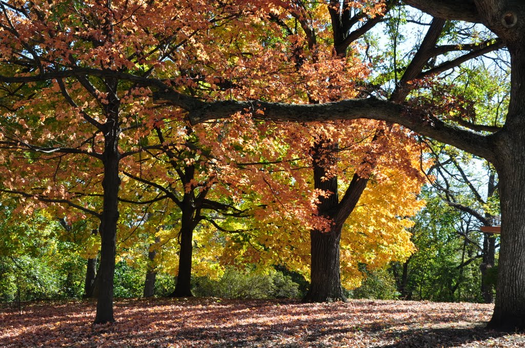 Autumn in Trout Park Nature Preserve (Elgin) by Antoine Jasser