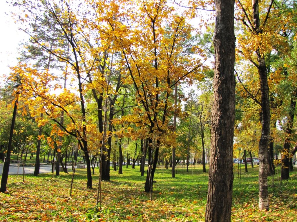 Kirovskiy rayon, Khabarovsk, Khabarovskiy kray, Russia by nedouchennn