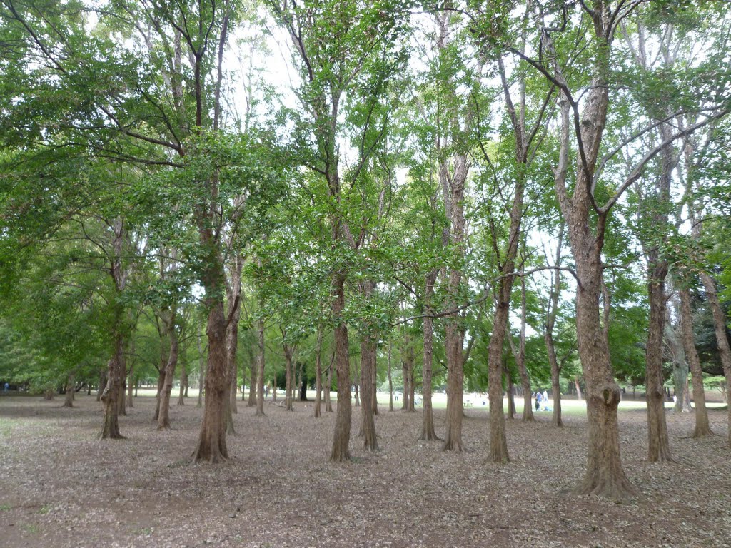 野川公園 (東京都調布市) (Nogawa Park, Chofu City, Tokyo, Japan) by scarbo