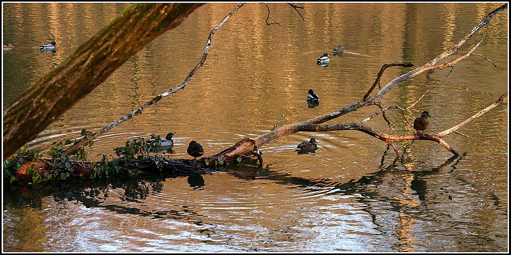 Duck rest in Maksimir park by Mrgud