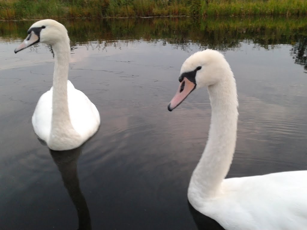 Mute swans. Forth&Clyde canal by oxoi!