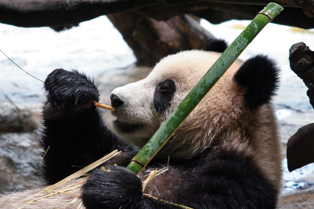 Giant panda eating by mandrafloare