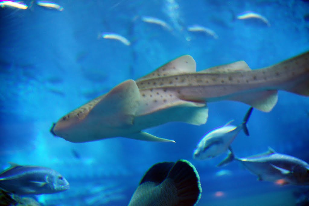 Dubai Mall Aquarium by Cheuk