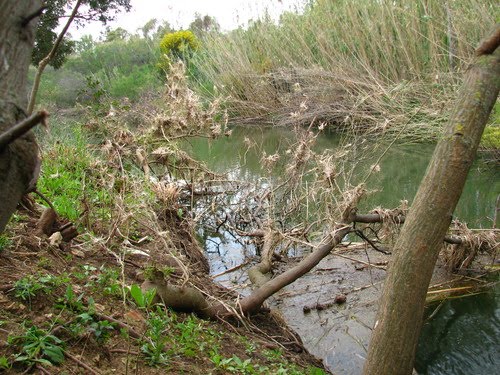 Rio Chia, allo sbocco in mare, dopo le piogge di primavera by Paolo06