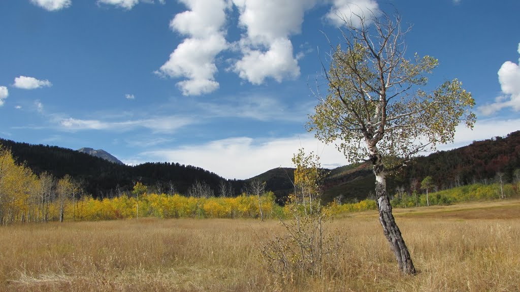 Fall Time in Uinta National Forest by Albert Li