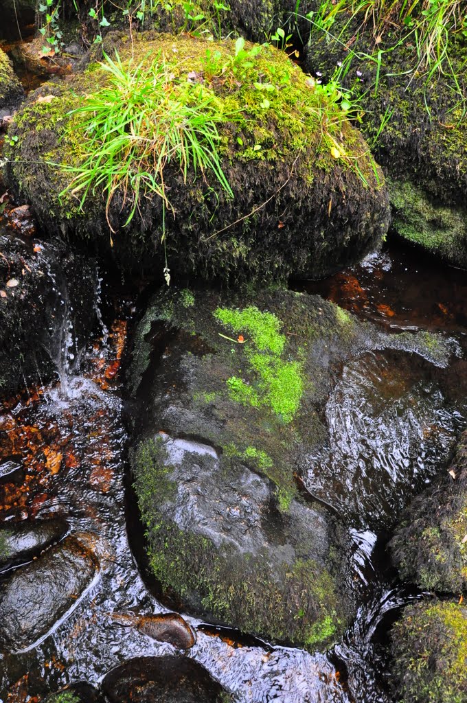 Becky Falls by DAVID ROBINS